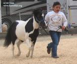 Humans get a work-out when they show horses In-Hand