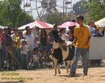 This miniature horse is being shown  In-Hand