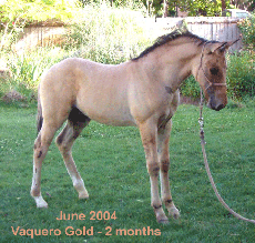 Vaquero Gold - 2 months old