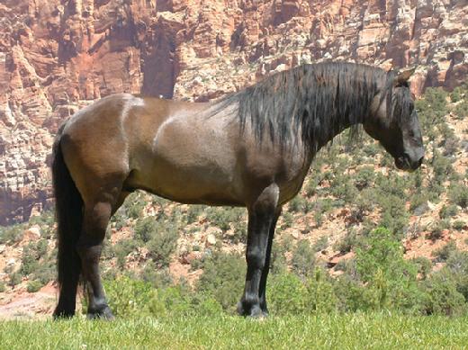 Santiago, photographed in Utah by Rachel Barlow